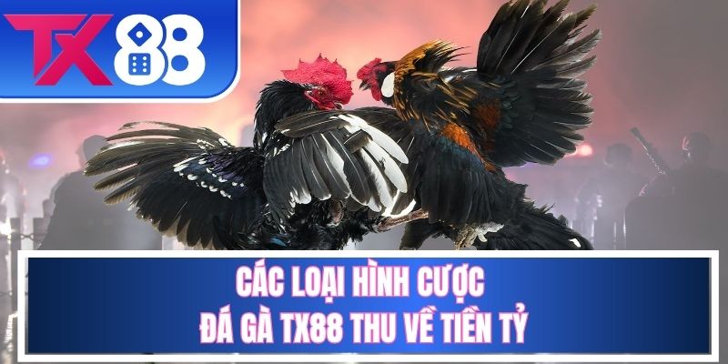 Một số kèo cược gà ẵm thưởng lớn