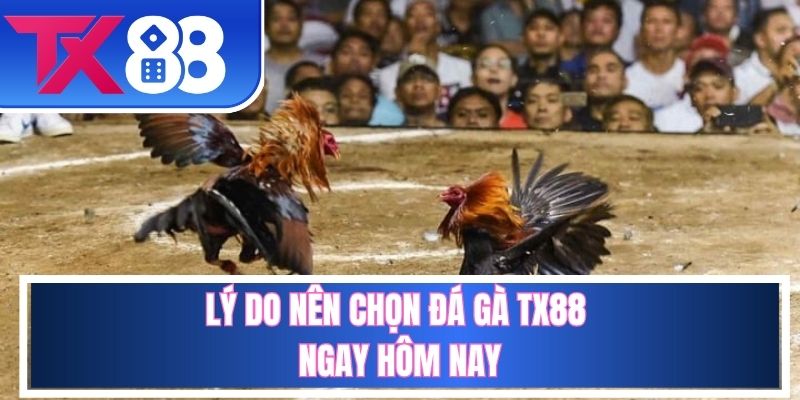 Những chất lượng chỉ có ở đá gà TX88