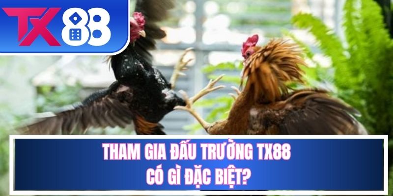 Sức hút đặc biệt từ đấu trường gà TX88