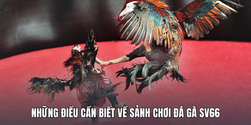 nhung-dieu-can-biet-ve-sanh-choi-da-ga-sv66