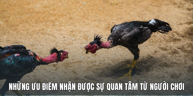 nhung-uu-diem-nhan-duoc-su-quan-tam-tu-nguoi-choi